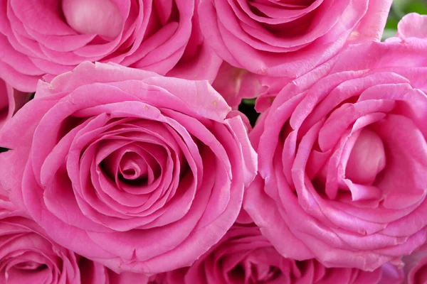 许多粉红色的玫瑰在花束的背景下开花 — 图库照片#