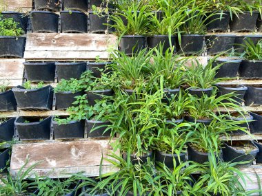 Modern bahçe kompozisyonu olan birçok modern yeşil bitkiyle doludur. Lounge, arka plan