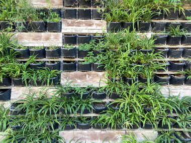 Modern bahçe kompozisyonu olan birçok modern yeşil bitkiyle doludur. Lounge, arka plan