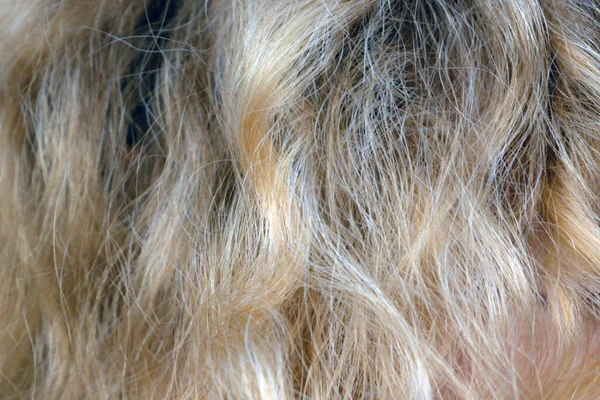 Teint Fond Cheveux Blonds Féminins Gros Plan Macro — Photo