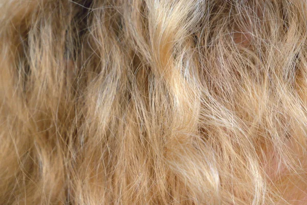 Teint Fond Cheveux Blonds Féminins Gros Plan Macro — Photo