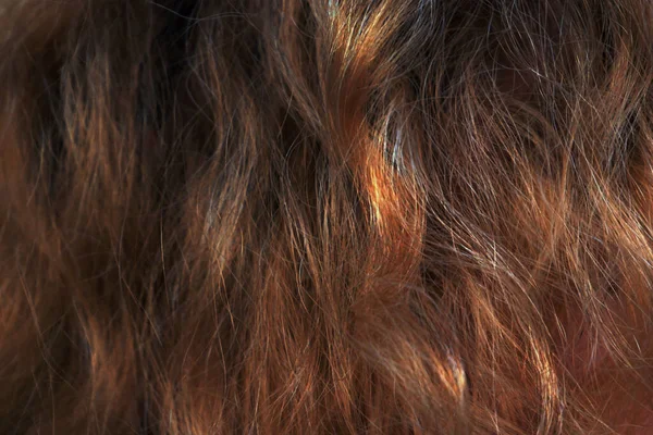 Farbowane Kobieta Brązowe Włosy Tło Brunetka Kobieta Włosy Zbliżenie — Zdjęcie stockowe