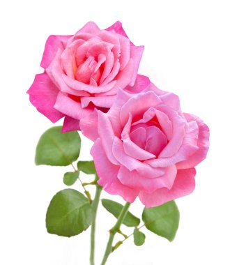 beautiful bouquet of pink and red roses isolated on white background. Closeup