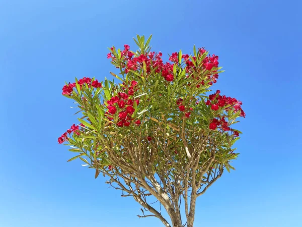 Blühende Rosa Bougainvillea Pflanze Wächst Auf Blauem Himmel Hintergrund Nahaufnahme — Stockfoto