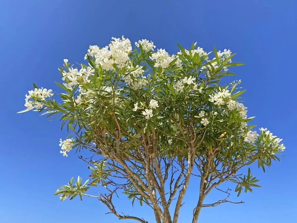 Цветущие Белые Цветы Деревьев Растут Голубом Фоне Неба Крупным Планом — стоковое фото