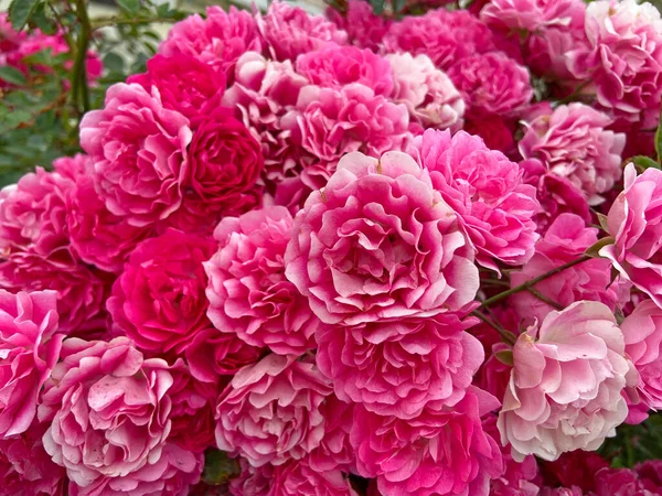 ピンクのバラの茂みの背景を開花させ 多くのバラの質感 クローズアップ — ストック写真