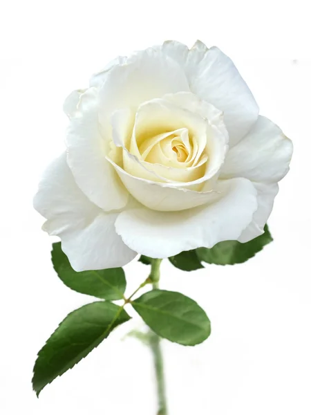 Beautiful Rose Stem Leaves Isolated White Background Closeup — Stock Photo, Image