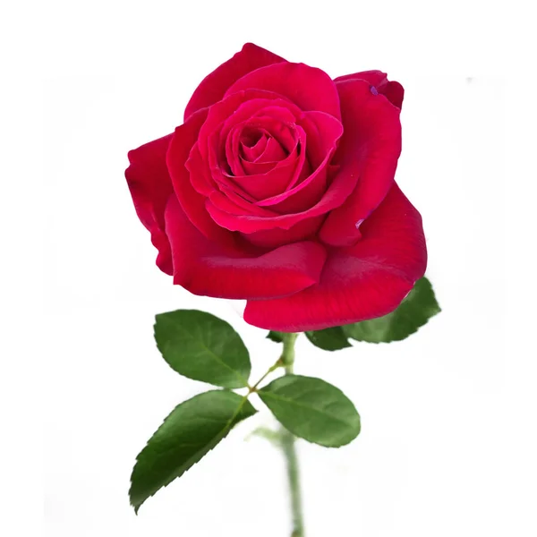 Schöne Rose Mit Stiel Und Blättern Isoliert Auf Weißem Hintergrund — Stockfoto