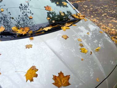 Bir arabanın ön camında sonbahar yaprakları. Temizlik ürünleri, cilalama, yağmur önleme. Yakın plan.