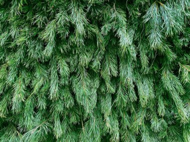 Birçok Noel ağacı dalına sahip desenli bir arka plan. Parlak yeşil firavun dalları. Yumuşak çam dalı yakın plan.