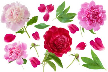 Çiçek pembesi ve kırmızı şakayıklar, beyaz üzerinde yeşil yapraklar. Çiçekli düğün konsepti. Çiçek dalı seti. Dekoratif çiçek elementleri şablonu. Çiçek tasarım arka planı