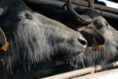 Çiftlikteki bufalo. Bufalo ahırda saman yiyor. Bufalolar ahırda ot yiyorlar. Yakın çekim.