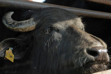 Çiftlikteki bufalo. Bufalo ahırda saman yiyor. Bufalolar ahırda ot yiyorlar. Yakın çekim.