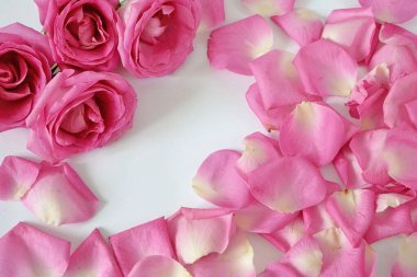 Güzel pembe güller ve taç yaprakları, harika güller, doğum günü, düğün, Sevgililer Günü, Anneler Günü. Arkaplan