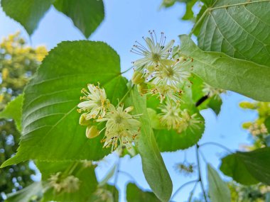 Çiçekli ıhlamur ağacı, arka planda ıhlamur çiçeği, ıhlamur, çiçekler, doğa, yakın plan, makro