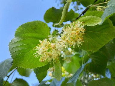 Çiçekli ıhlamur ağacı, arka planda ıhlamur çiçeği, ıhlamur, çiçekler, doğa, yakın plan, makro