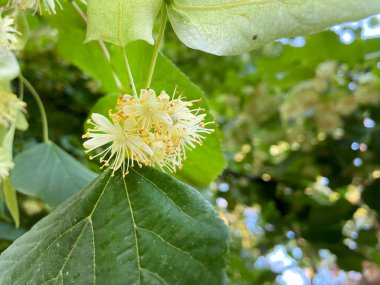 Çiçekli ıhlamur ağacı, arka planda ıhlamur çiçeği, ıhlamur, çiçekler, doğa, yakın plan, makro