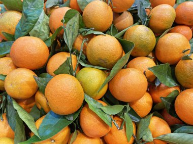 Mandalina hasadı, mandalina arka planında...