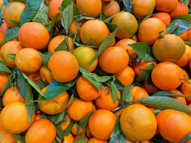 Mandalina hasadı, mandalina arka planında...