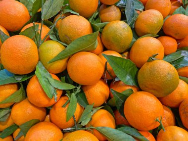 Mandalina hasadı, mandalina arka planında...