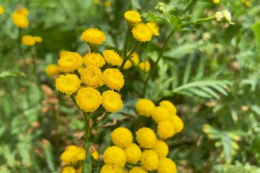 Sarı tansi çiçekleri, tıpta ve pişirmede kullanılır, yakın plan.