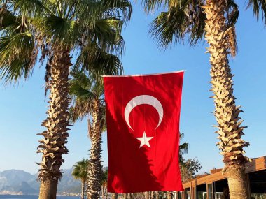 Kırmızı ve beyaz ay ile kırmızı Türk bayrağı mavi gökyüzünde ve palmiye arka planında dalgalanıyor, yakın plan