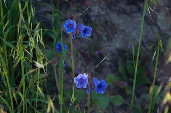 砂漠の鐘と砂漠のブルーベルとしても知られるカリフォルニアブルーベル Phacelia Campanularia Blue Flower — ストック写真