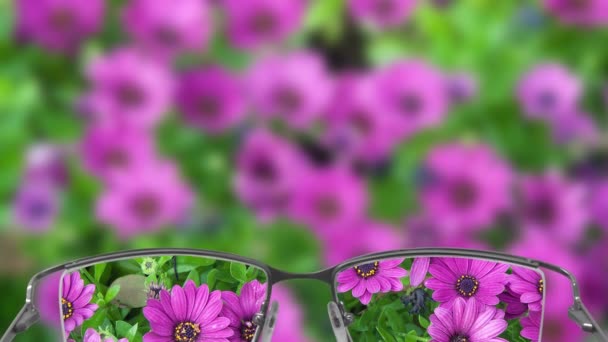 Okulary Pomagają Zobaczyć Kwiaty Centrum Uwagi Bezproblemowe Nagranie Wideo — Wideo stockowe