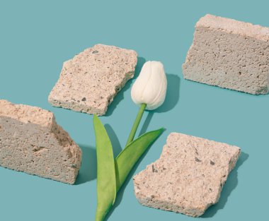 Çatlak beton levhaların ortasında beyaz lale. Doğa ve inşaat kontrastı. İnsan ve doğa izometrik arkaplan.