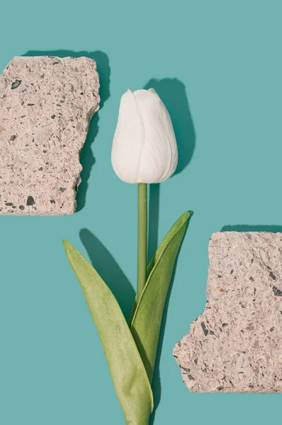 Tulip Putih Tengah Lempengan Beton Retak Alam Dan Kontras Konstruksi — Stok Foto