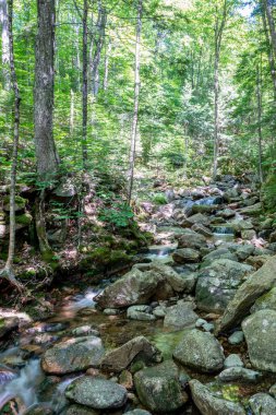Yazın Mountain Stream. New Hampshire vahşi doğasından yüksek kaliteli bir fotoğraf.