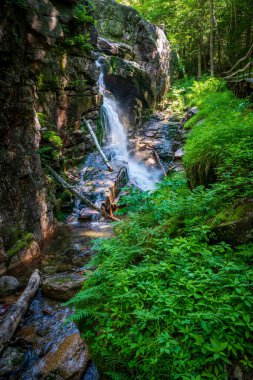 Yazın Mountain Stream. New Hampshire vahşi doğasından yüksek kaliteli bir fotoğraf.