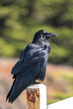 Parlak gün ışığında kuzgun. Yüksek kaliteli fotoğraf Kaliforniya 'da çekildi. 
