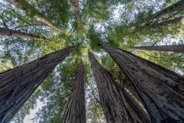 Kaliforniya kıyısındaki Sekoyalara bakıyorum. Parçalı bulutlu bir günde yüksek kaliteli fotoğraf.
