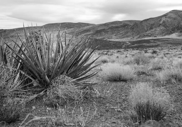 Black and White image of a desert landscape. High quality photo