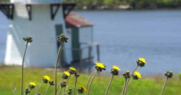 Blízko Řeky Maine Rostou Divoké Květiny Vysoce Kvalitní Záznam Rozostřeným — Stock video