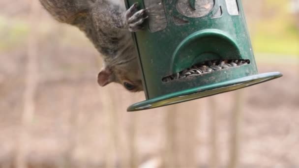 Grijze Eekhoorn Die Zonnebloempitten Eet Hoogwaardige Beelden Van Knaagdieren Die — Stockvideo
