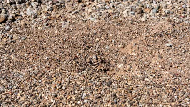 Timelapse Hormiguero Ocupado Desierto Con Hormigas Arrastrándose Dentro Fuera Imágenes — Vídeos de Stock