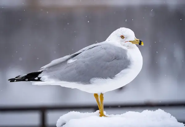 A seagull in winter during a light snow storm sitting on a post with snow