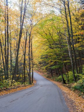 İki tarafında ağaçlar ve yerde yapraklar olan bir yol.