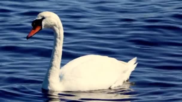 Mute Swan Swimming Bay Bright Sunny Day — Stock Video