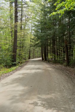 Her iki tarafında ağaçlar olan bir ormanda toprak bir yol. Yol boş ve üzerinde kimse yok.
