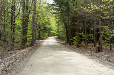 Her iki tarafında ağaçlar olan bir ormanda toprak bir yol. Yol boş ve üzerinde kimse yok.