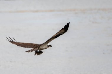 A bird is flying over a body of water, possibly catching a fish. The scene is peaceful and serene, with the bird soaring high in the sky clipart