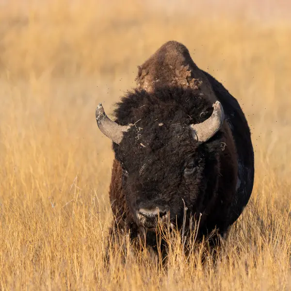 stock image A buffalo is standing in a field of tall grass. The buffalo is brown and has a large horn on its head. The field is dry and barren, with no trees or other vegetation in sight