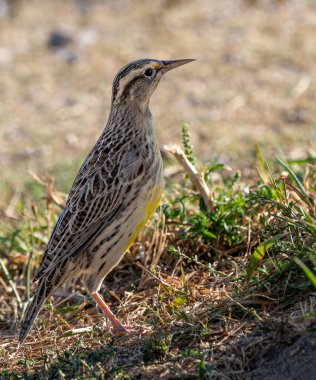 Batı Meadowlark Aydınlık bir günde tarlada