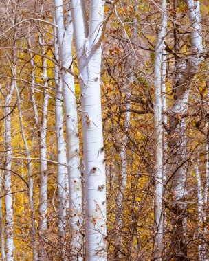 Sarı yapraklı beyaz Aspen ağaçları. Ağaçlar uzun ve ince.
