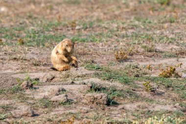 Small prairie dog is sitting on the ground. It is brown and has a dirty face. The animal is in a field with grass and dirt clipart