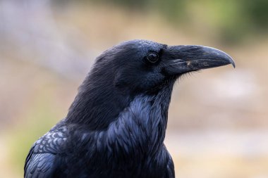 Kara kuzgun yerde duruyor. Kafası yana doğru eğilmiş. Kuşun siyah bir gagası var.