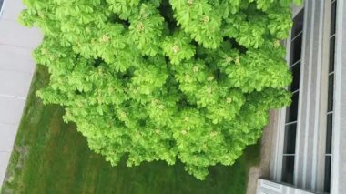 Ağaçtaki yeşil yapraklar